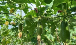 今日小暑宜吃瓜,瓜果盛宴，消暑养生正当时